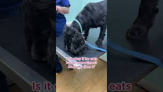 Things overheard at the vets vetadvice dogs pets veterinary vetmed veterinarian [upl. by Sadira491]