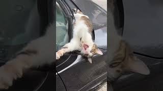 Cute…🐈🥰🐈funny foryou cutecat shortvideo cat cute funnyvideo [upl. by Alisan]