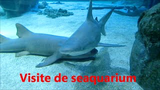 Visite complète seaquarium Grau du Roi [upl. by Frank932]