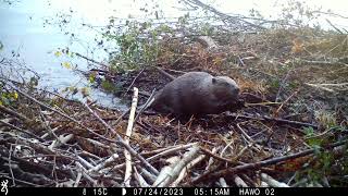 Natures Engineers  Observing the Eurasian Beavers Masterful LodgeBuilding Techniques [upl. by Lohse]