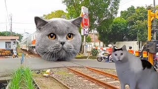 what a shocking momentpassenger train turn into cat in the crossing line [upl. by Kreis561]