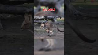 Why Kangaroos Cant Walk Backwards The Science Explained [upl. by Afesoj391]