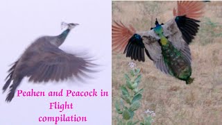 Peacocks and Peahens in flight compilation  Peacock and Peahen flying [upl. by Cypro]