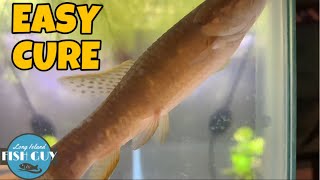 How To Treat DROPSY In Fish [upl. by Nidraj]