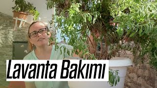 Lavanta Bakımı Budama Çelik Alma Çoğaltma [upl. by Semele]