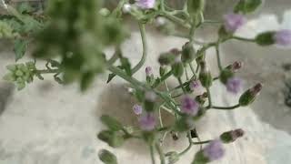 Beautiful Purple colour flowers Sahadevi plants viralnature viralvideo [upl. by Patman626]