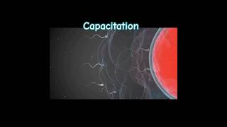 Capacitationbiology biologyclass12 study [upl. by Lyford]