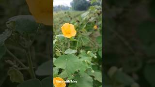 Abutilon indicum short youtubeshort India Abutilon MonkeybushIndian mallowmedicinalplant [upl. by Hisbe]