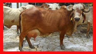 🏆 GIROLANDO LECHERO Y GYR LECHERO GANADERIA LA VOLUNTAD ✅ Vacas Lecheras [upl. by Lamberto]