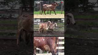 🔴 GYR Lechero ✅ VACAS LECHERAS  Datos De La Raza Bovina  Gir Leitero vacas toros Gyr [upl. by Auberbach]