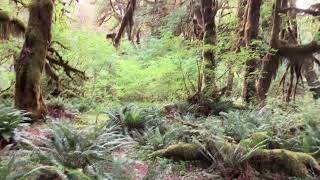 Hoh Rainforest Hall of Mosses 7122024 [upl. by Houlberg500]