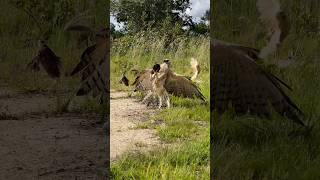 Changeable hawk eagle fly down on the tree to hunt bird on the ground amazing food foryou nature [upl. by Ban]