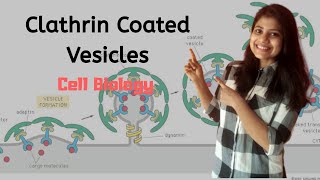 Clathrin coated vesicle  Cell Biology  Hindi  Megha Kucchal [upl. by Targett]