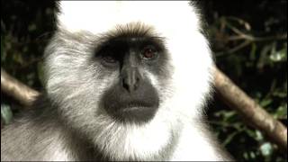 WILD LIFE DOCUMENTARY Humanoide Black FACE [upl. by Enomys]