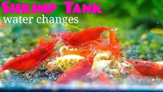 Shrimp Tank Water Changes [upl. by Meggi2]