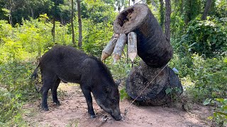 Amazing Skill Building wild boar trap From Three sharp sticks wildanimal animals camping [upl. by Aihsile]