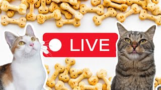 Indoor Playtime  ChipTheManx LIVE livestreamwithyoutube [upl. by Ennovahc]