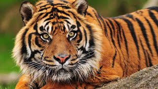 Sumatran tiger  The Year of the Tiger [upl. by Liris]