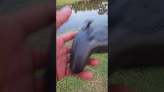 Drone fishing but drone is swimming drone dronefishing fishing rod carpfish bigsalmon [upl. by Meerek]