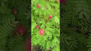 Calliandra Grandifloraplant Grandiflora Calliandra Biflora [upl. by Odom915]