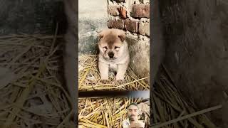 dog puppy shiba pets cutedog animals doglife funny [upl. by Ahseik474]