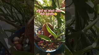 हड़जोड़hadjod plant care garden minivlog madical plant 🌵☘️trending viral ytshort ytshorts [upl. by Aelram960]