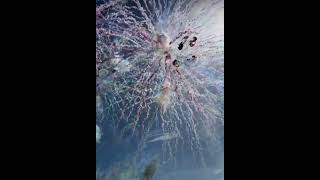 Fireworks In Daytime Very Satisfying🤯 satisfying relaxing [upl. by Carmon133]