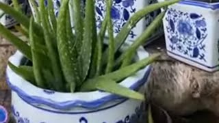 Merangkai aloe vera menjadi pajangan fypシ゚viral plants fyp [upl. by Mouldon]