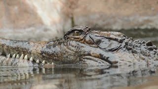 Gharial Check Out the Snout [upl. by Rehpotsirk]