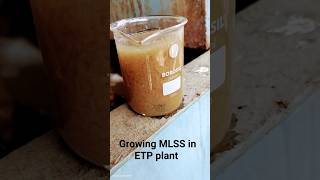 growing MLSS in ETP plant mbbr aeration biomass bacteria [upl. by Evannia]