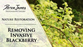 Invasive Blackberry Removal  THIS WORKS [upl. by Nosinned]