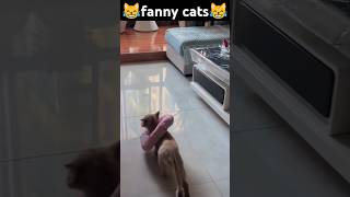 what are you doing😹funny pets catcomedy catvideos catcatshorts funnyanimal catloverfunnycat [upl. by Eidnar]