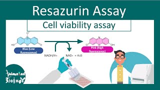 Resazurin Cell Viability Assay  Why Resazurin assay is performed  principle and application [upl. by Lyrem700]