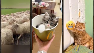 Cat Funny Videos 🐕 cat 😹 cathouse Ep 1816 [upl. by Anah504]