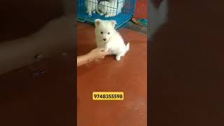 Spitz puppy sell 9748355598 [upl. by Erving]