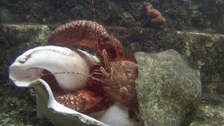 Giant Hermit Crab Changing Shells  Documentary Short  1080p [upl. by Asi]