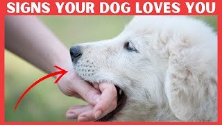 7 Secret Signs Your Dog Loves You But You Dont know [upl. by Annovaj]