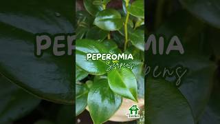 PEPEROMIA Serpens 🌿 Conhece essa planta plantas paisagismo jardinagens flores Peperomia [upl. by Lisa]