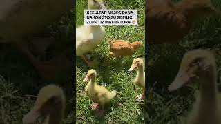 REZULTATI MESEC DANA NAKON ŠTO SU SE PILIĆI IZLEGLI 🥚🐣🦆 [upl. by Nnovahs]