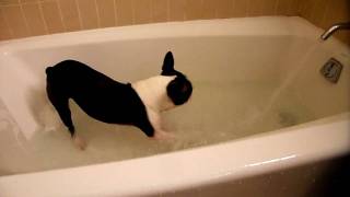 Boston Terrier vs Water [upl. by Enitsirk]