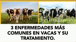 3 Enfermedades más comunes en vacasbovinos 🐄🐮y sus tratamientos vacas viral shorts vet cow [upl. by Aizti835]