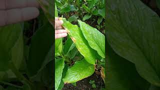 Turmeric disease leaf blotch [upl. by Viddah]