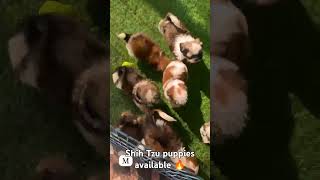 Excellent quality shih Tzu puppies available top quality 🔥🔥viralvideo doglover lovepets [upl. by Enomas842]