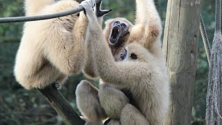 Withandgibbons geluid zang  Lar Gibbons soundsing  Olmense Zoo [upl. by Nnahtebazile]