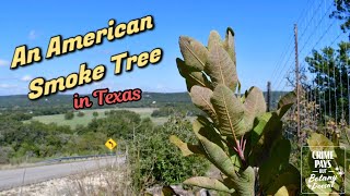 The Texas Smoke Tree amp the Edwards Plateau [upl. by Eillor960]