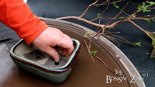 Repotting My Guava Tree The Bonsai Zone Feb 2024 [upl. by Ibba]