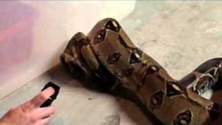 Snake Repellent Video 15 Food release Large Snake Constriction NO HUMAN PHYSICAL CONTACT [upl. by Kellda]