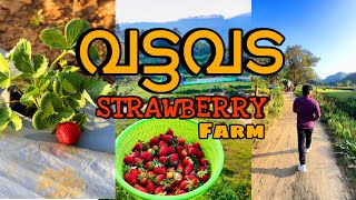 വട്ടവടയിലെ സ്ട്രോബെറി ഫാം  VATTAVADA STRAWBERRY FARM MUNNAR foodstories [upl. by Chu31]