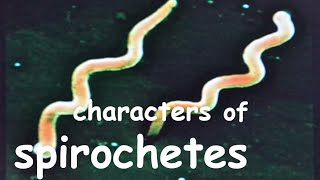 spirochete microbiology  General characteristics of spirochetes [upl. by Retse]