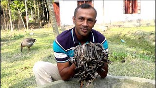 পটুয়াখালীর রাজ্জাক বিশ্বাস এর সাপের ডিম থেকে বাচ্চা উৎপাদন   Snake  Snakes  BD Snake Master [upl. by Edgerton971]